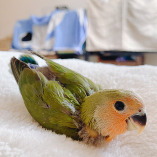応募が多いい為連絡が遅れています。【千葉県】コザクラインコ雛　ノーマル