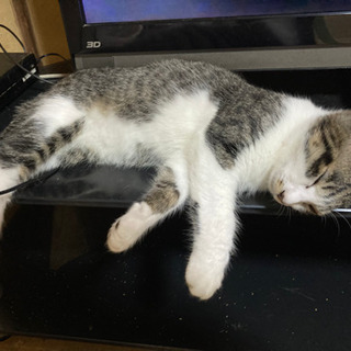 猫ちゃん譲ります