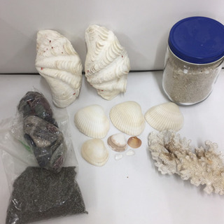 サンゴと砂と貝殻いろいろまとめて