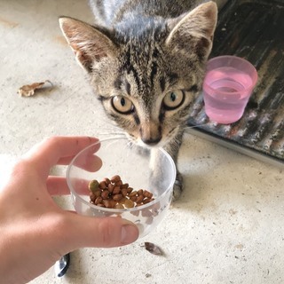 子猫の里親を募集しています