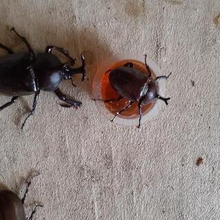 40mm可愛いカブトムシ有ります。まずはコカブやコクワから初めて...