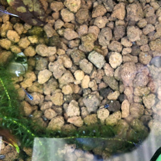 ◆ 極龍 ◆ きわみりゅう ◆ 稚魚 (針子)20匹 ◆ 卵 ◆の画像