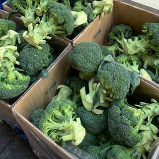 週1回から勤務OK！トマト・ブロッコリーの仕分け作業♪