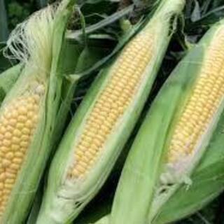 週1回から勤務OK！トマト・ブロッコリーの仕分け作業♪の画像