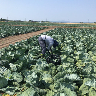 キャベツ、レタスの収穫の画像