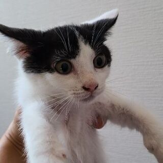 決まりました‼️可愛い生後２ヶ月‼️