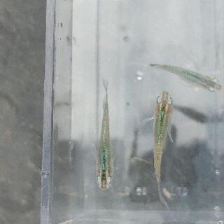 メダカ　緑光鰭長　