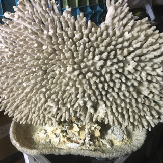 超希少 特大天然珊瑚置物