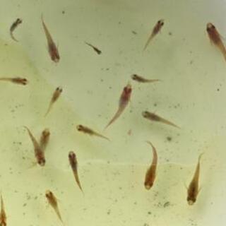 三色錦メダカ稚魚10匹 取引中