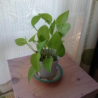 ポトス 観葉植物
