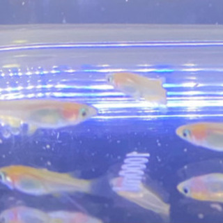 メダカ♪黄金黒鱗の若魚  2ペア+♀1