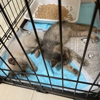 里親決定しました。
