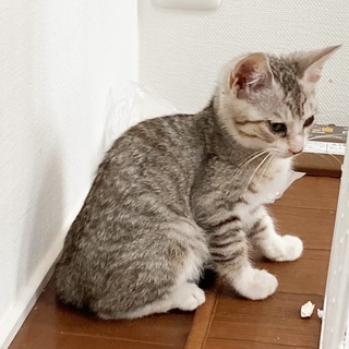 相談中です。ホワイトタイガー似!? イケメン君
