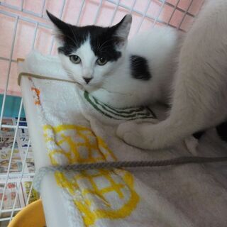 可愛い仔猫兄弟の里親さん募集中です。