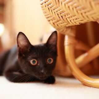 手足の長いイケにゃんの黒猫