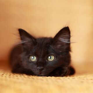 「里親さま決定」モコモコふわふわの黒猫さん