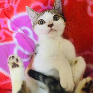 ☆どうしても捕まらなかった母猫のこども　可愛いキジ白女の子☆