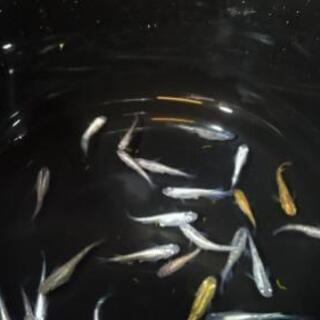 お楽しみ!!　ラメMIX　10匹入✨の画像