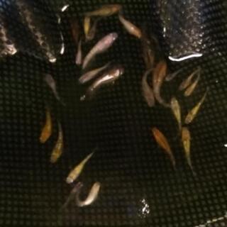 ［訳あり大特価!!］忘却の翼　若魚10匹セット