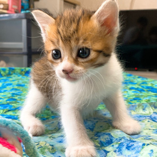 子猫✪里親募集