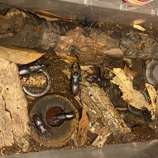 ノコギリクワガタ　カブトムシ　天然採取