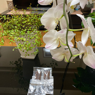 0円　　蘭の種の画像