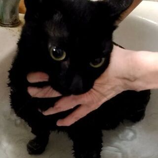 シャルル君は結婚しました（沢山のご応募、有難う御座いました） - 猫