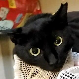 シャルル君は結婚しました（沢山のご応募、有難う御座いました） − 東京都