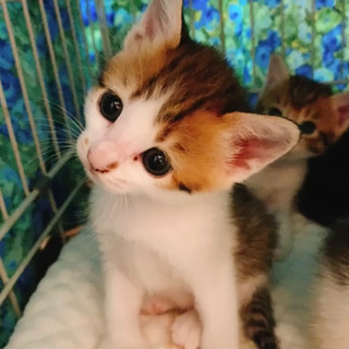 子猫☆里親募集