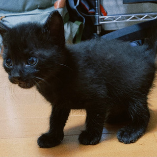 子猫✧里親募集 − 和歌山県