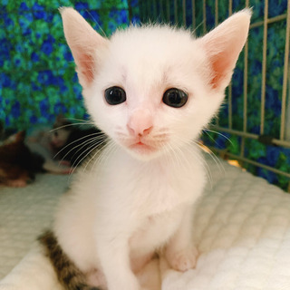 子猫★里親募集