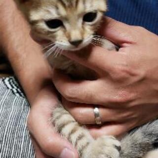 里親募集】アメショ×ベンガルMIXの1ヶ月の子猫3匹です。