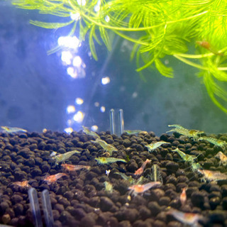 ミナミヌマエビ10匹＋ラムズホーン10匹＋国産無農薬水草3種＋オ...