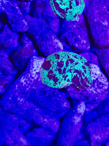 ジョーブレイカーマッシュルーム