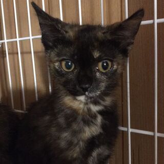 生後2ヶ月半頃の子猫3匹（黒猫のオス×１・サビ猫のメス×２）里親募集中です。 - 京都市