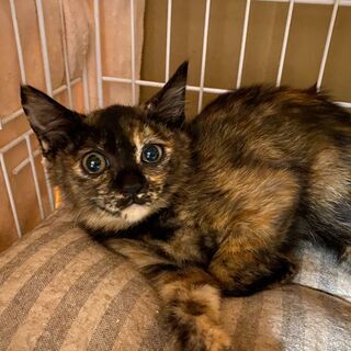 生後2ヶ月半頃の子猫3匹（黒猫のオス×１・サビ猫のメス×２）里親募集中です。 − 京都府