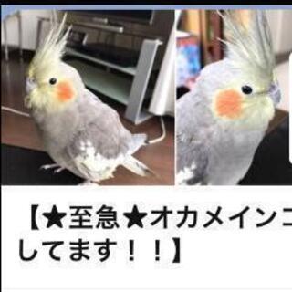 オカメインコ探してます。