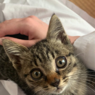 【里親が決まりました】キジトラ♂ 1.4キロ