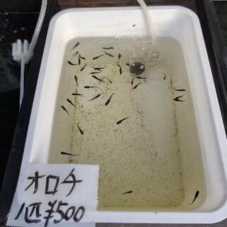 オロチ
