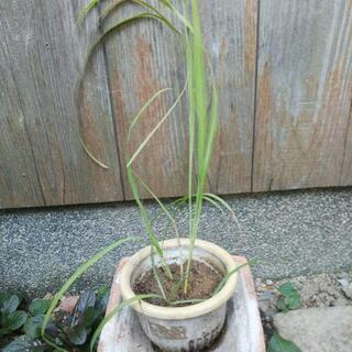 レモングラス苗  無料