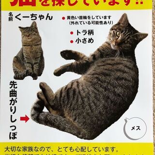猫を探しています　【沼田東町末光】