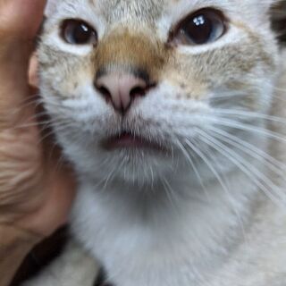 ビビリ君里親募集