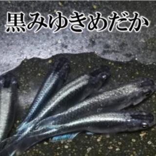 黒みゆきめだかの稚魚