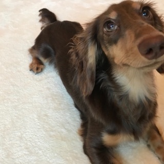犬友募集