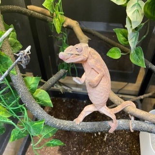 急募！！猛禽類・爬虫類大好きなカメラマンの画像