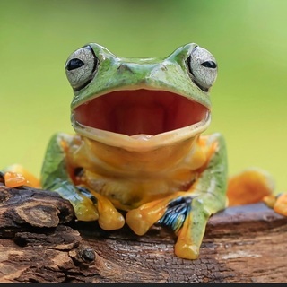 急募！！猛禽類・爬虫類大好きなカメラマンの画像