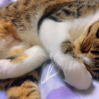 【地域密着】便利屋 にゃんこの手🐾