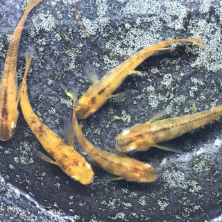 朱赤三色めだか メダカ 稚魚 1匹 ¥150円