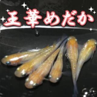 王華めだかの稚魚