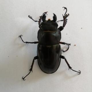 天然　ミヤマクワガタ　メス